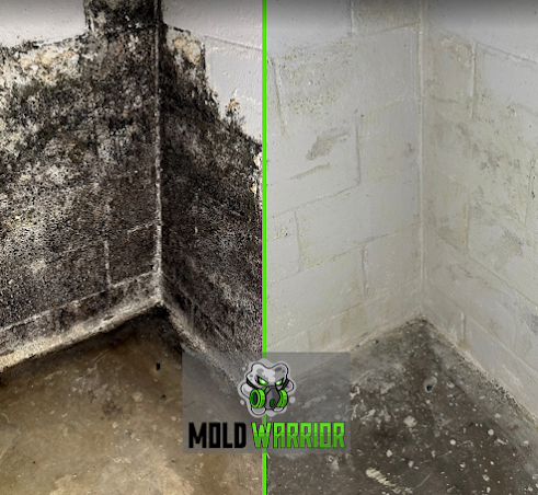 Mold Warrior basement before and after remediation